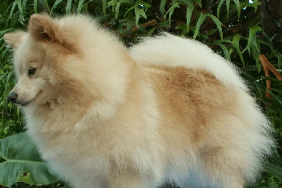 A German Spitz, a small dog of the foundation stock service group