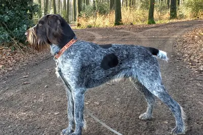 A German Wirehaired Pointer