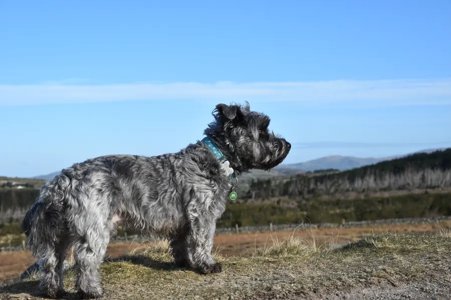 A Glen of Imaal Terrier, a medium dog of the terrier group