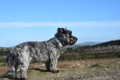 A Glen of Imaal Terrier