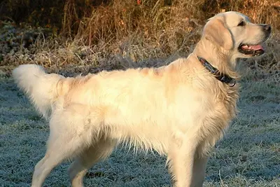 A Golden Retriever