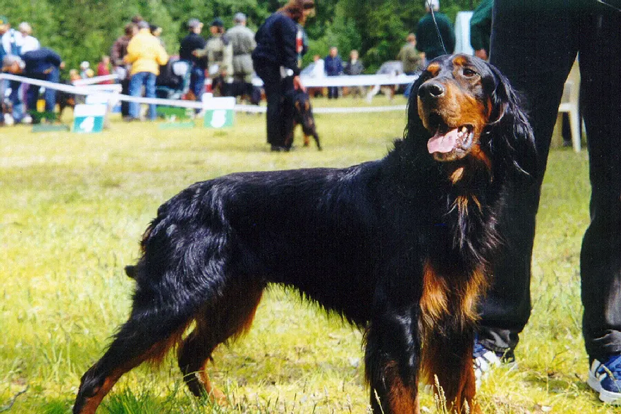 A Gordon Setter, a large dog of the sporting group