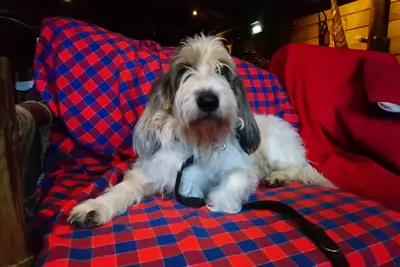 A Grand Basset Griffon Vendéen