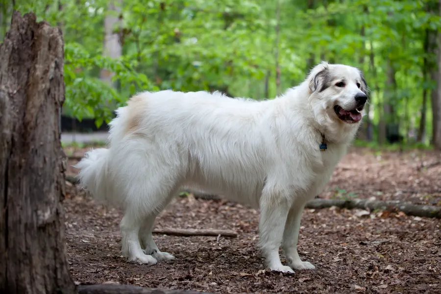 A Great Pyrenees, a large dog of the working group