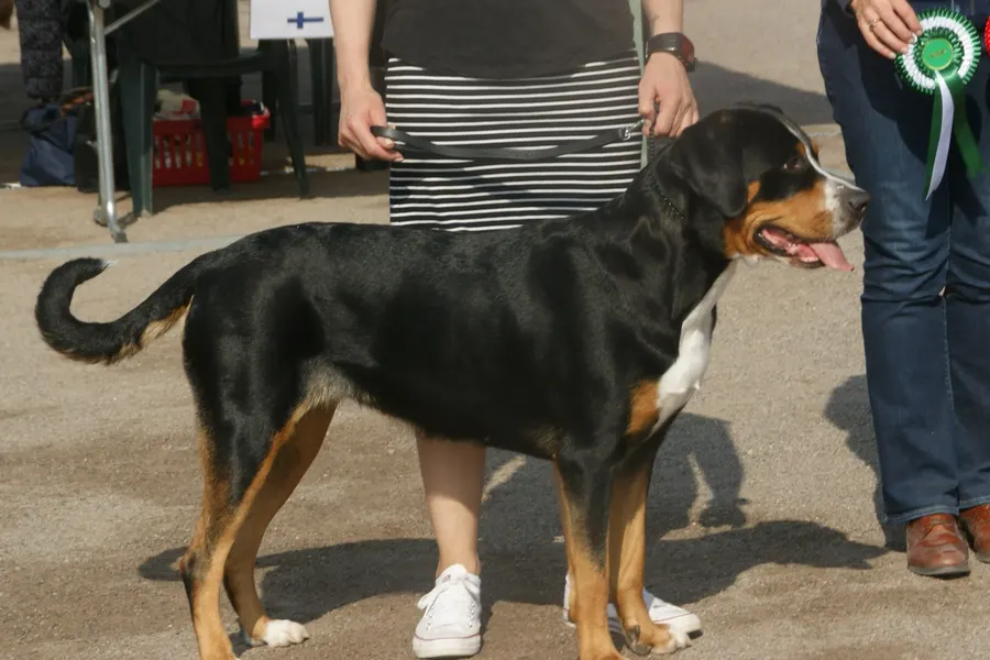 A Greater Swiss Mountain Dog, a giant dog of the working group