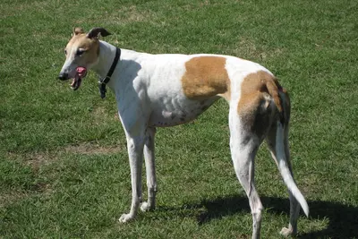 A Greyhound