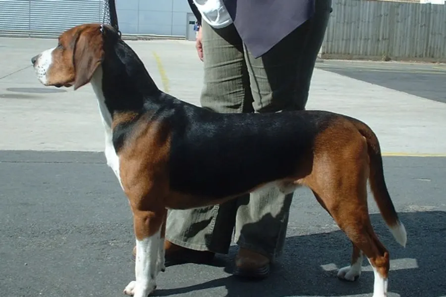 A Hamiltonstovare, a large dog of the foundation stock service group