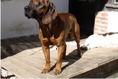 A Hanoverian Scenthound