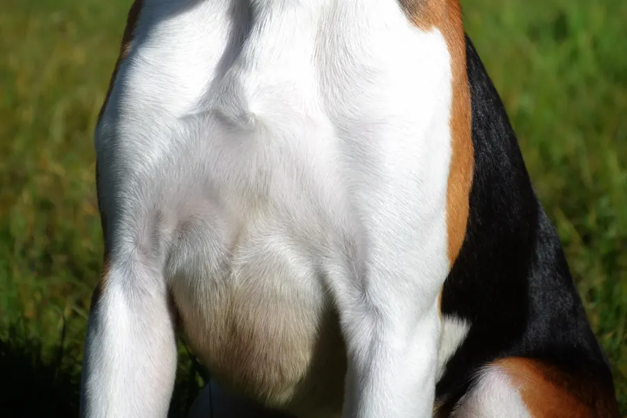 A Harrier, a large dog of the hound group