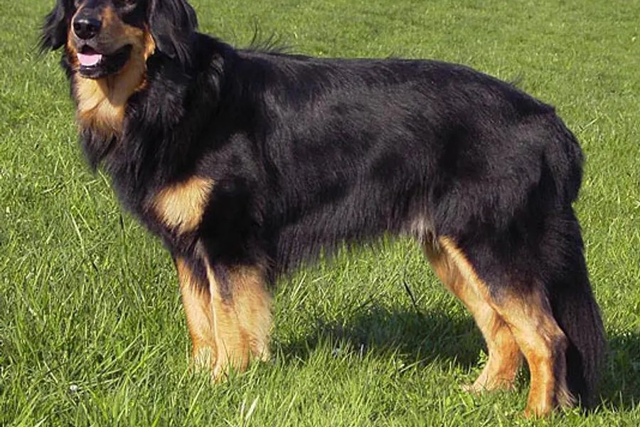 A Hovawart, a large dog of the foundation stock service group