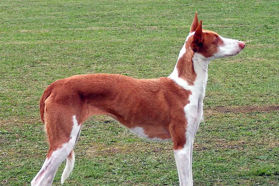 A Ibizan Hound, a medium dog of the hound group