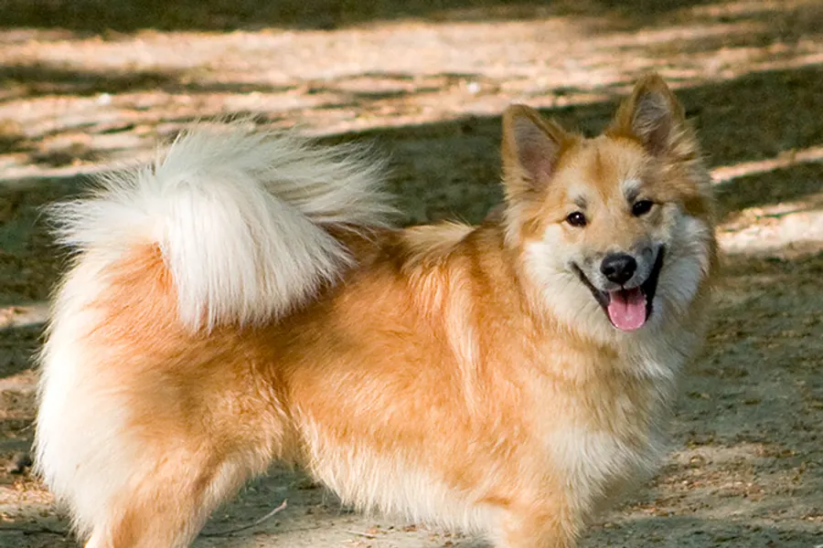 A Icelandic Sheepdog, a medium dog of the herding group