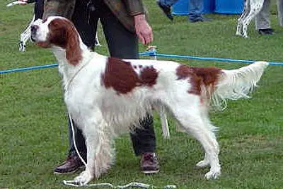 A Irish Red and White Setter