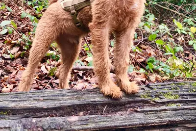 A Irish Terrier