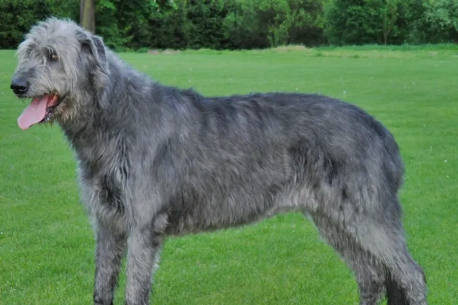 A Irish Wolfhound, a giant dog of the hound group