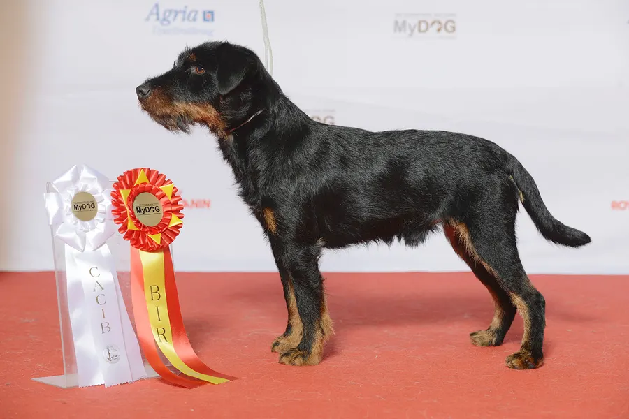 A Jagdterrier, a small dog of the foundation stock service group