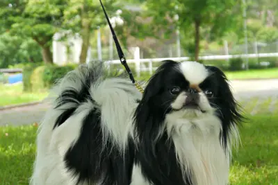 A Japanese Chin
