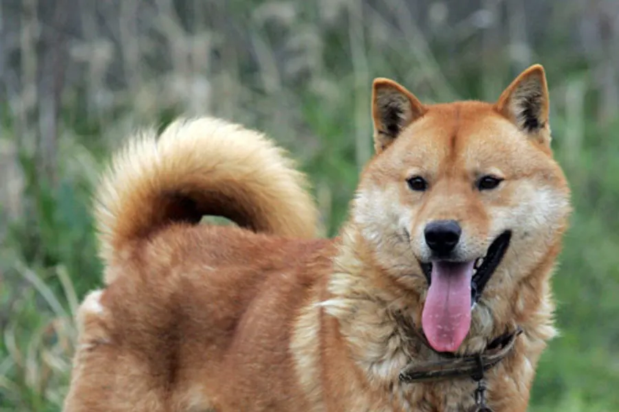 A Jindo, a medium dog of the foundation stock service group