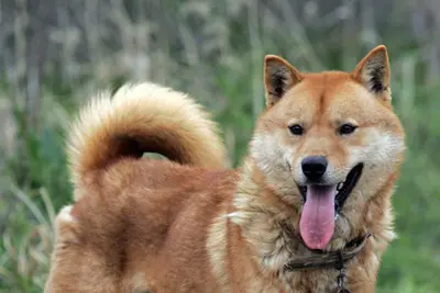 A Jindo