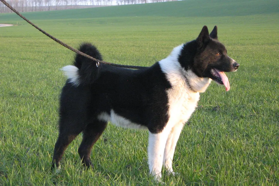 A Karelian Bear Dog, a medium dog of the foundation stock service group