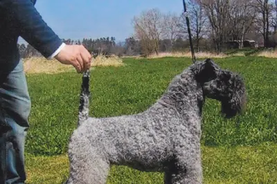 A Kerry Blue Terrier