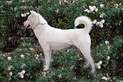 A Kishu Ken