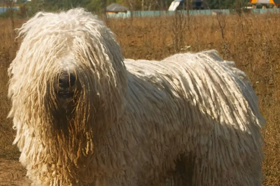 A Komondor, a large dog of the working group
