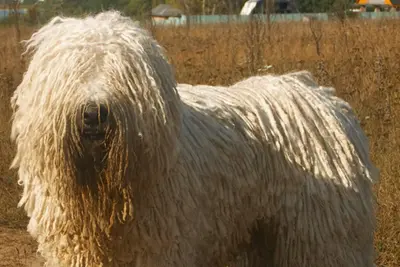 A Komondor