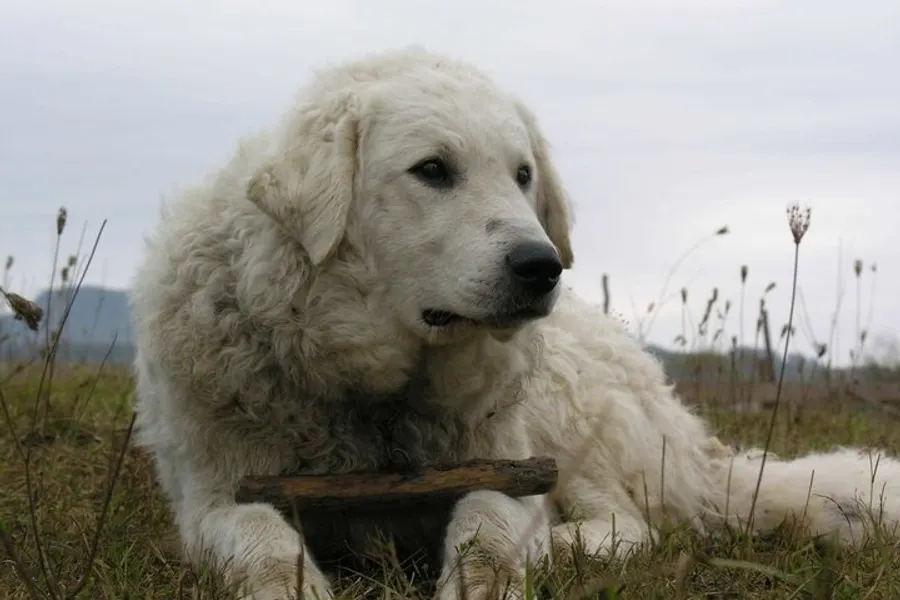 A Kuvasz, a large dog of the working group