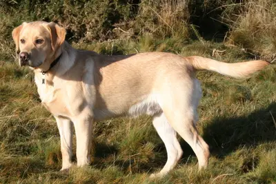 A Labrador Retriever