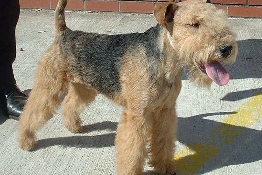 A Lakeland Terrier, a small dog of the terrier group