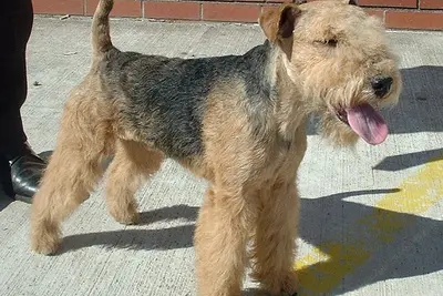 A Lakeland Terrier