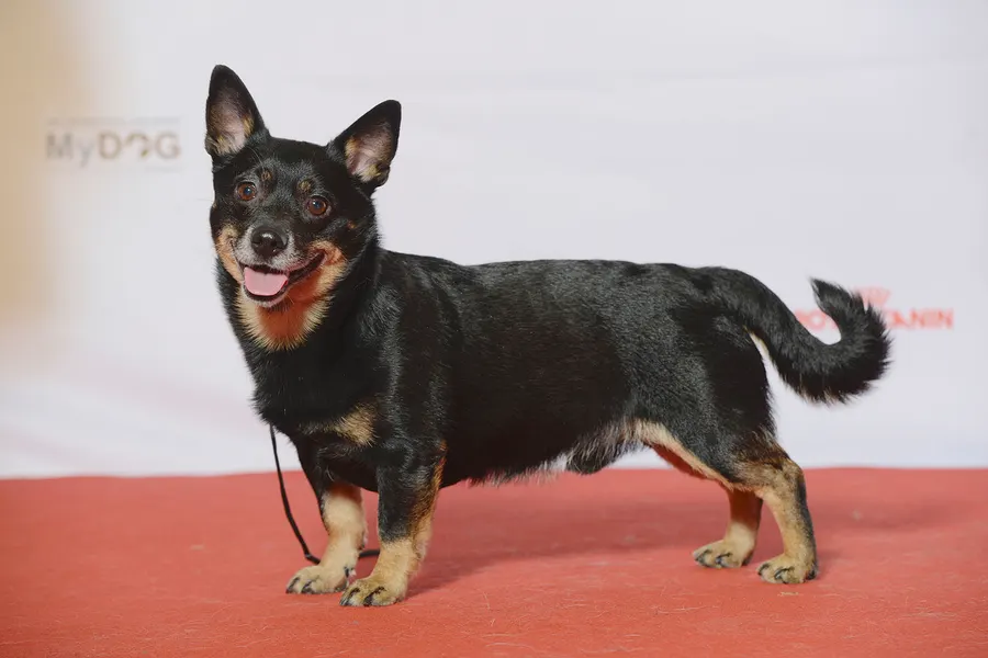 A Lancashire Heeler, a small dog of the miscellaneous class group