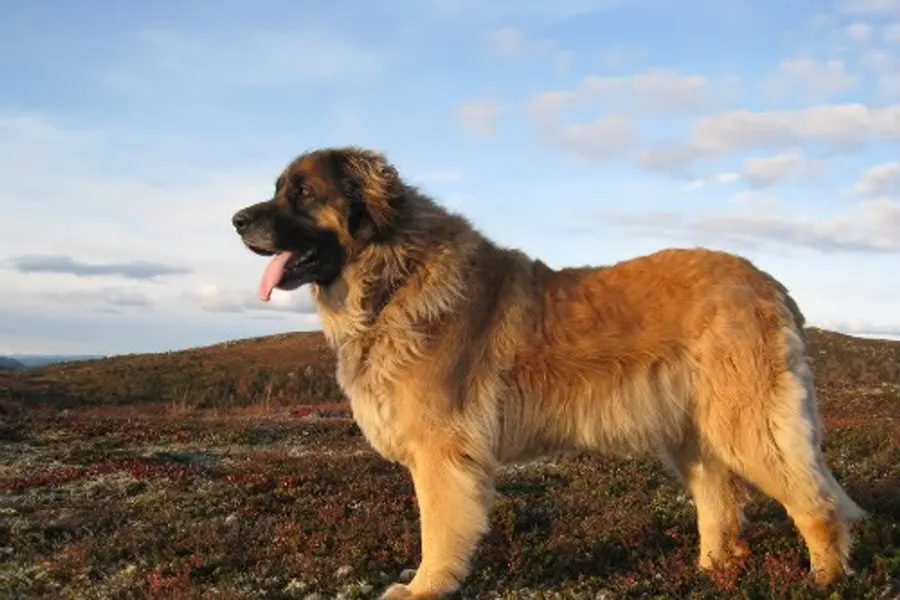 A Leonberger, a giant dog of the working group