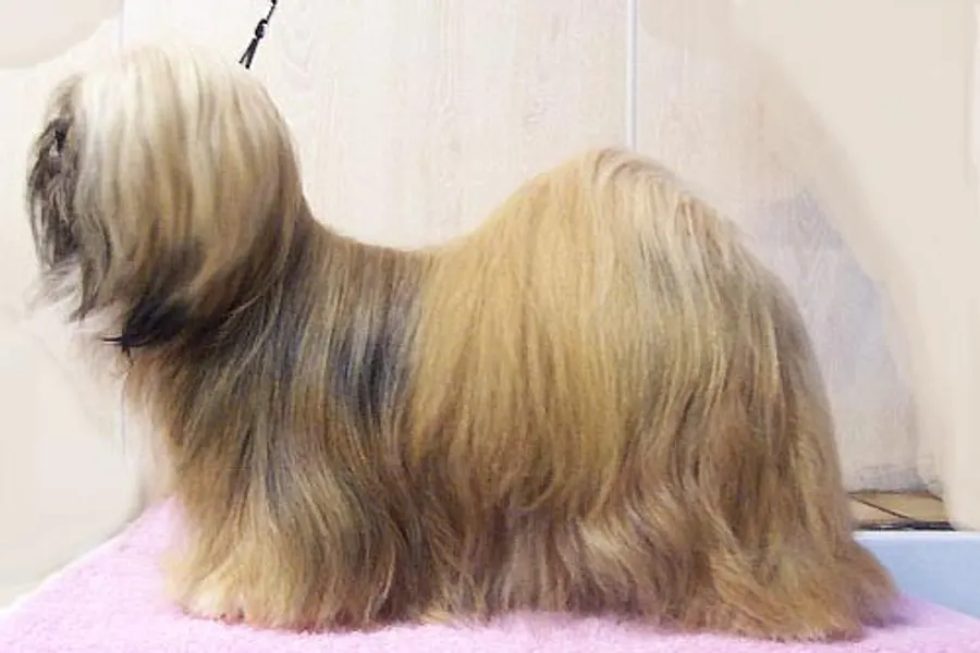 A Lhasa Apso, a small dog of the non-sporting group