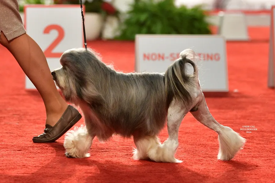 A Löwchen, a small dog of the non-sporting group
