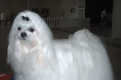 A Maltese