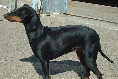 A Manchester Terrier (Standard)