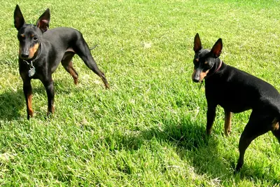A Manchester Terrier (Toy)