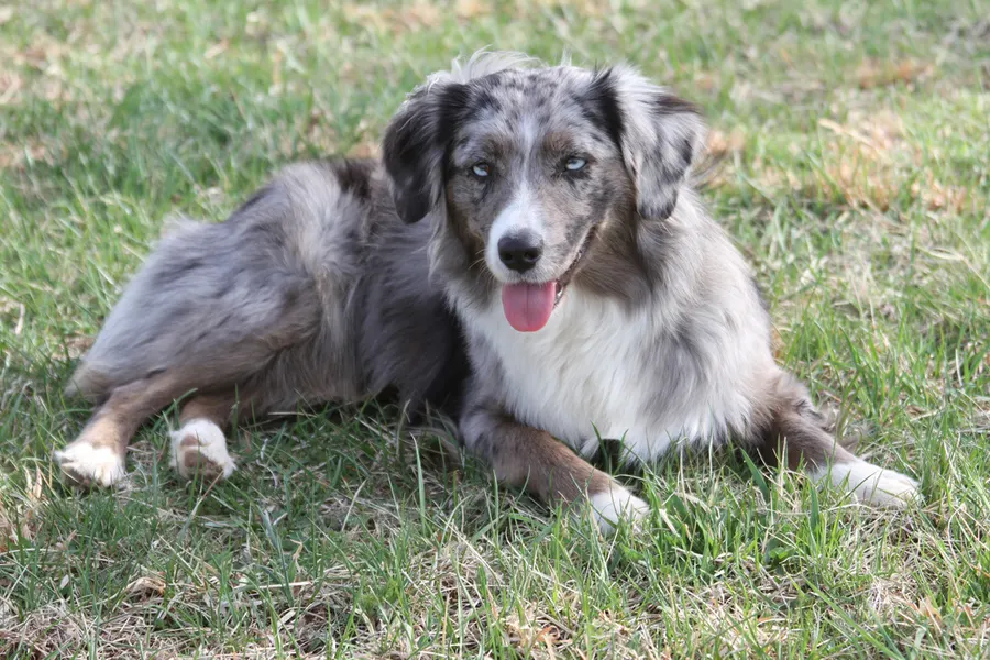 A Miniature American Shepherd, a medium dog of the herding group