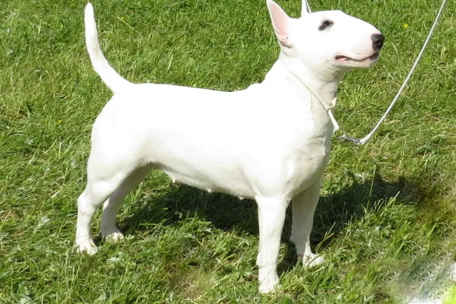 A Miniature Bull Terrier, a small dog of the terrier group