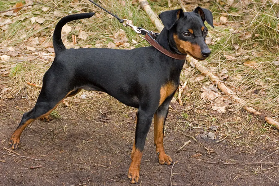 A Miniature Pinscher, a toy dog of the toy group
