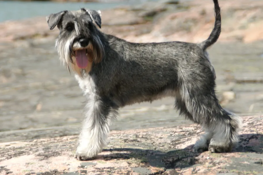 A Miniature Schnauzer, a small dog of the terrier group