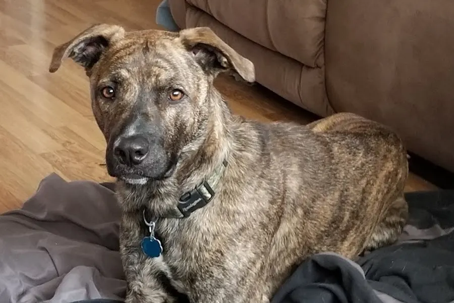 A Mountain Cur, a large dog of the foundation stock service group