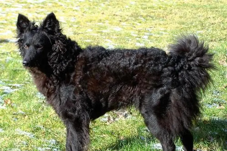 A Mudi, a medium dog of the miscellaneous class group