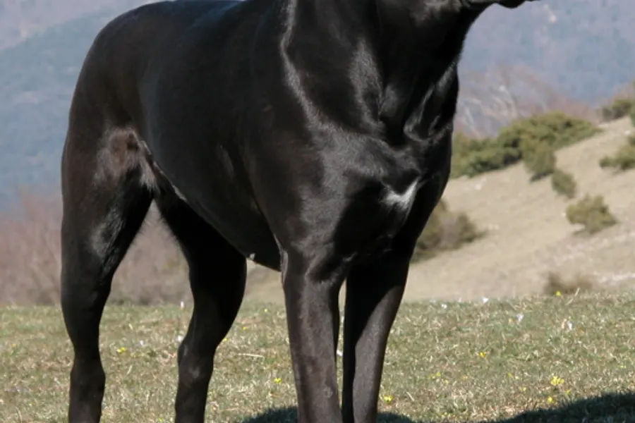 A Neapolitan Mastiff, a giant dog of the working group