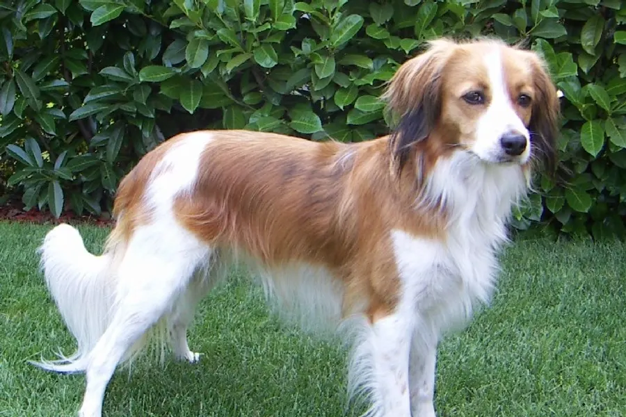 A Nederlandse Kooikerhondje, a medium dog of the sporting group