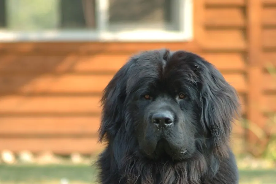 A Newfoundland, a giant dog of the working group
