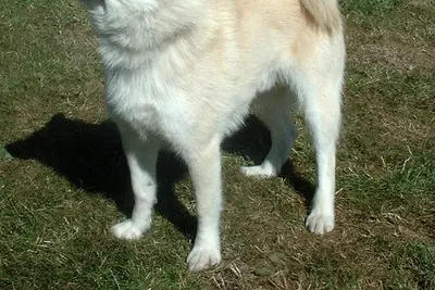 A Norwegian Buhund
