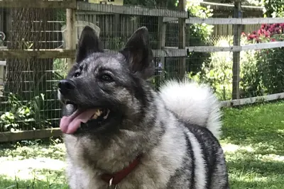 A Norwegian Elkhound
